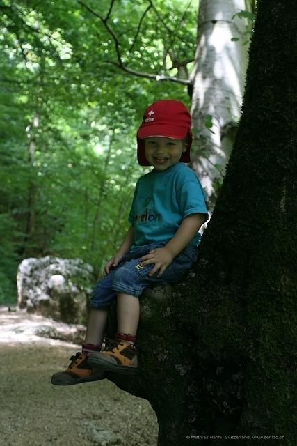 auf dem Baum