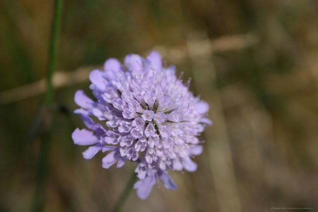Blume