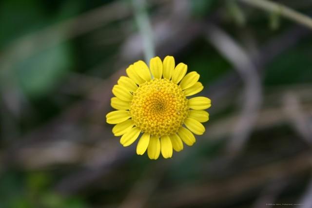 Blume 1