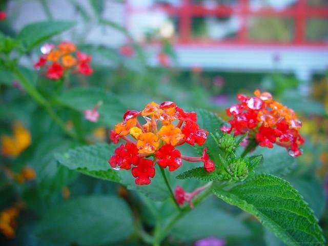 DSC05285