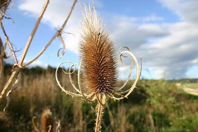 Distel