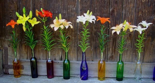 Lilien