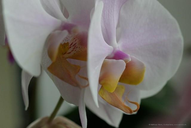 Orchideen mit Zoomobjektiv