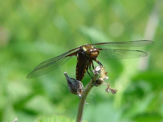 grosse Libelle