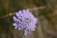 Blume