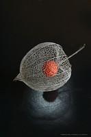 IMG 5587