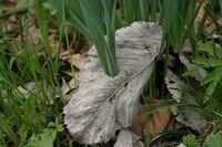 IMG 7485