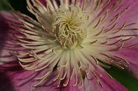 IMG 7767