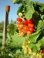 Johannisbeeren