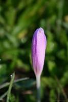 Krokus im Tau