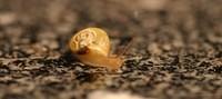 Schnecke in der Ku che