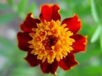 Tagetes 1